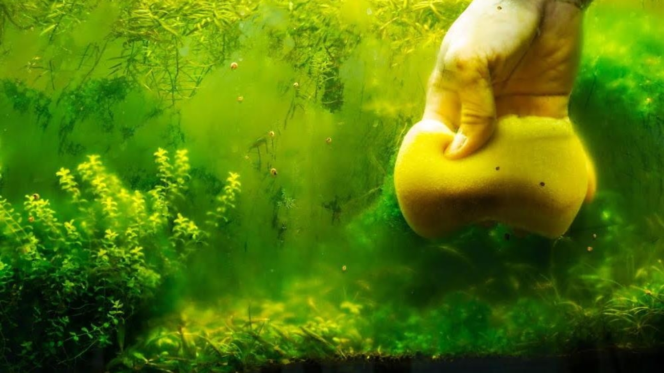 how-to-fight-6-types-of-algae-in-your-fish-tank-645222