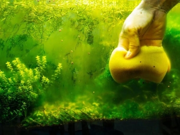how-to-fight-6-types-of-algae-in-your-fish-tank-645222