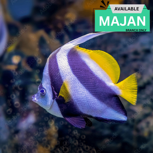 Banner Fish ( Heniochus Acuminatus )