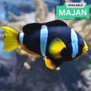Allard's Clownfish ( Amphirion Xanthurus )