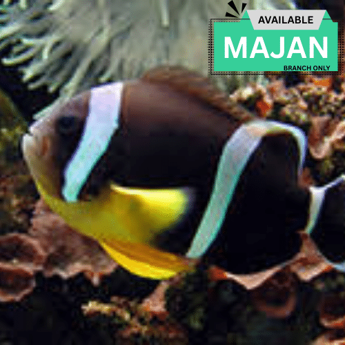 Yellow-Bellied Clownfish ( Amphirion Chrysogaster )