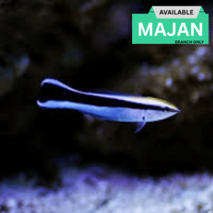 Bluestreak Cleaner Wrasse ( Lebroides Dimidiatus )