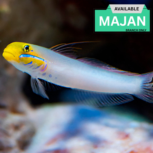 Golden-headed Sleeper Goby ( Valenciennea Strigata )