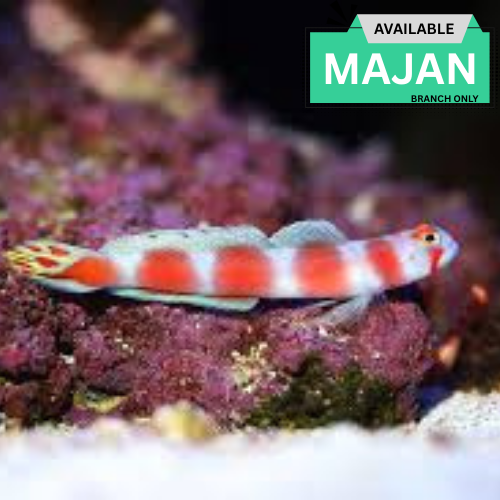 Pinkbar Goby ( Amblyeleotris Aurora )
