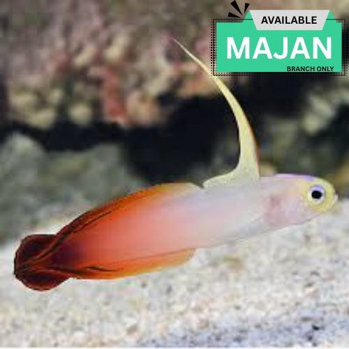 Firefish ( Nemateleotris Magnifica )