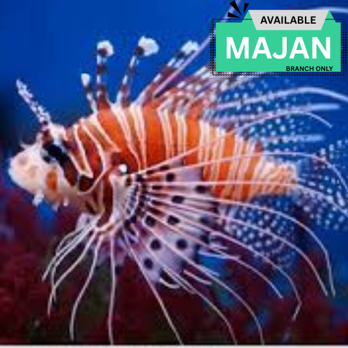 Lionfish ( Pterois Volitans )
