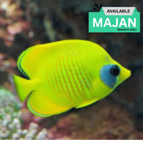 Golden Butterfly ( Chaetodon Semilarvatus )