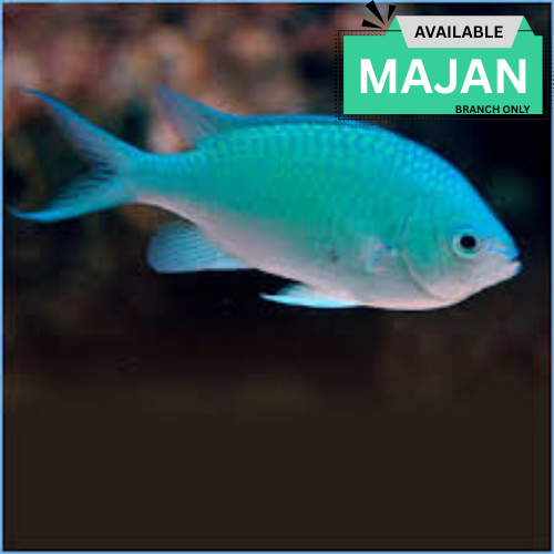 Green Cromis Damsel ( Chromis Viridis )