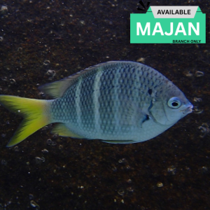 Stripe Damsel ( Abudefduf Annulatus )