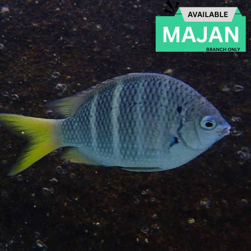 Stripe Damsel ( Abudefduf Annulatus )