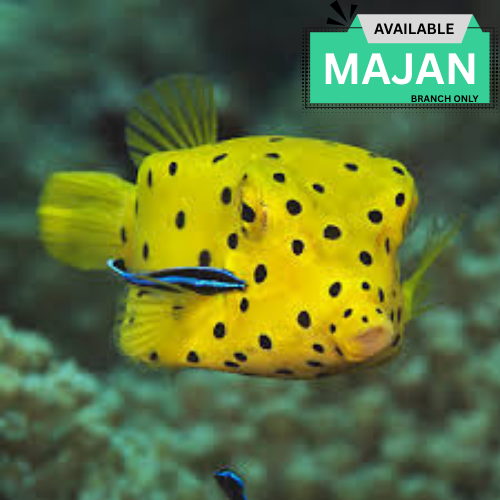 Yellow Boxfish ( Ostracion Cubicus )