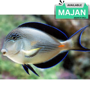 Sohal Tang ( Acanthurus Sohal )