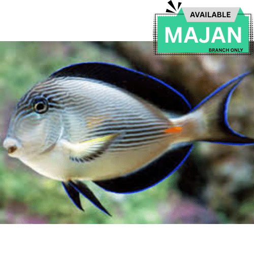 Sohal Tang ( Acanthurus Sohal )