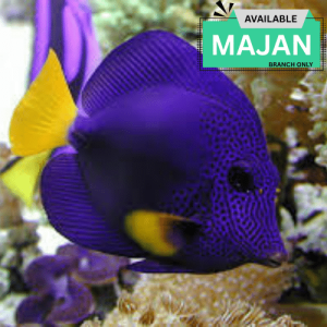 Purple Tang (Zebrasoma xanthurum)