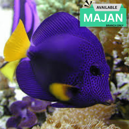 Purple Tang (Zebrasoma xanthurum)