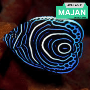 Emperor Angelfish Juvenile ( Pomacanthus Imperator )