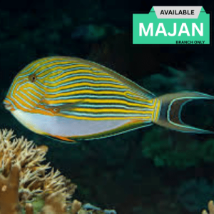 Clown Tang (Acanthurus lineatus)