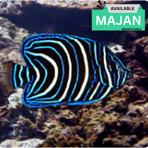 Koran Angelfish ( Pomacanthus Semicirculatus )