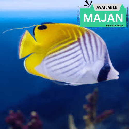Threadfin Butterflyfish ( Chaetodon Auriga )