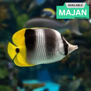 Double Saddle Butterfly ( Chaetodon Falcula )