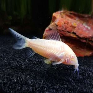 Albino Corydora
