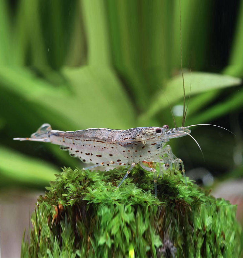 Amano Shrimp