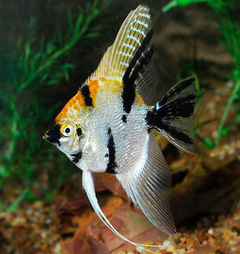 Tri Colour Koi Angel Fish