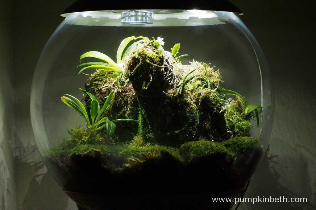 Terrariums