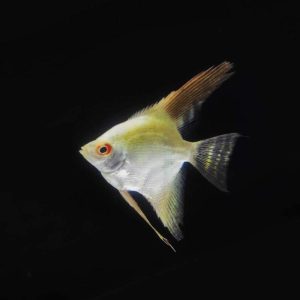 BSP Angel Fish