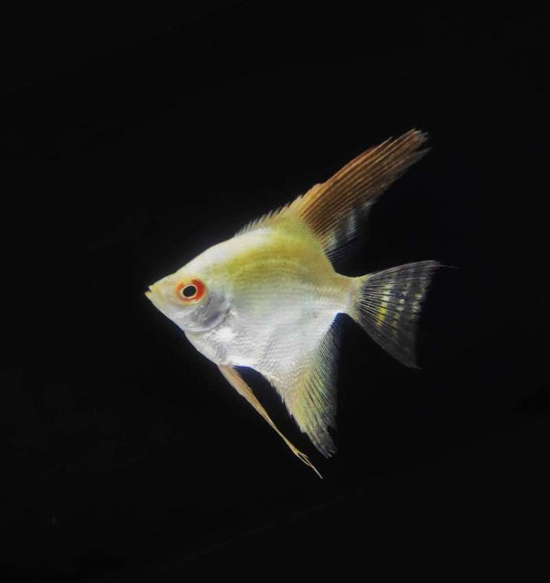 BSP Angel Fish