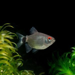 Balloon Red Eye Tetra