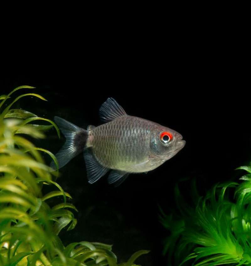 Balloon Red Eye Tetra