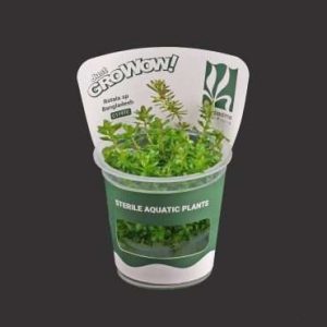 Rotala sp Bangladesh