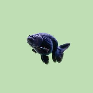 Black Ranchu
