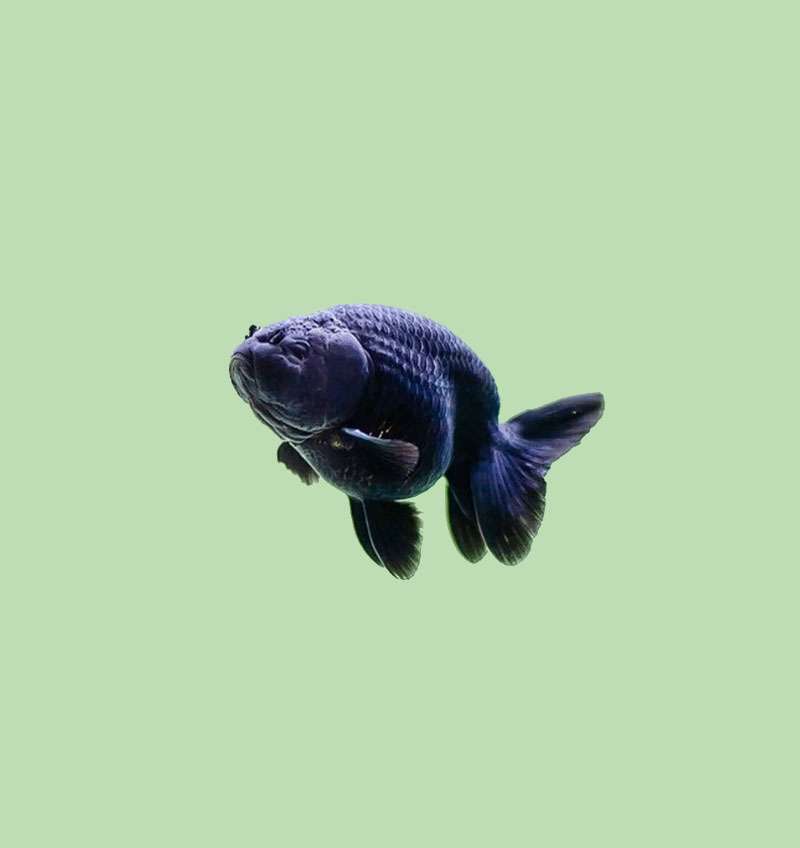 Black Ranchu