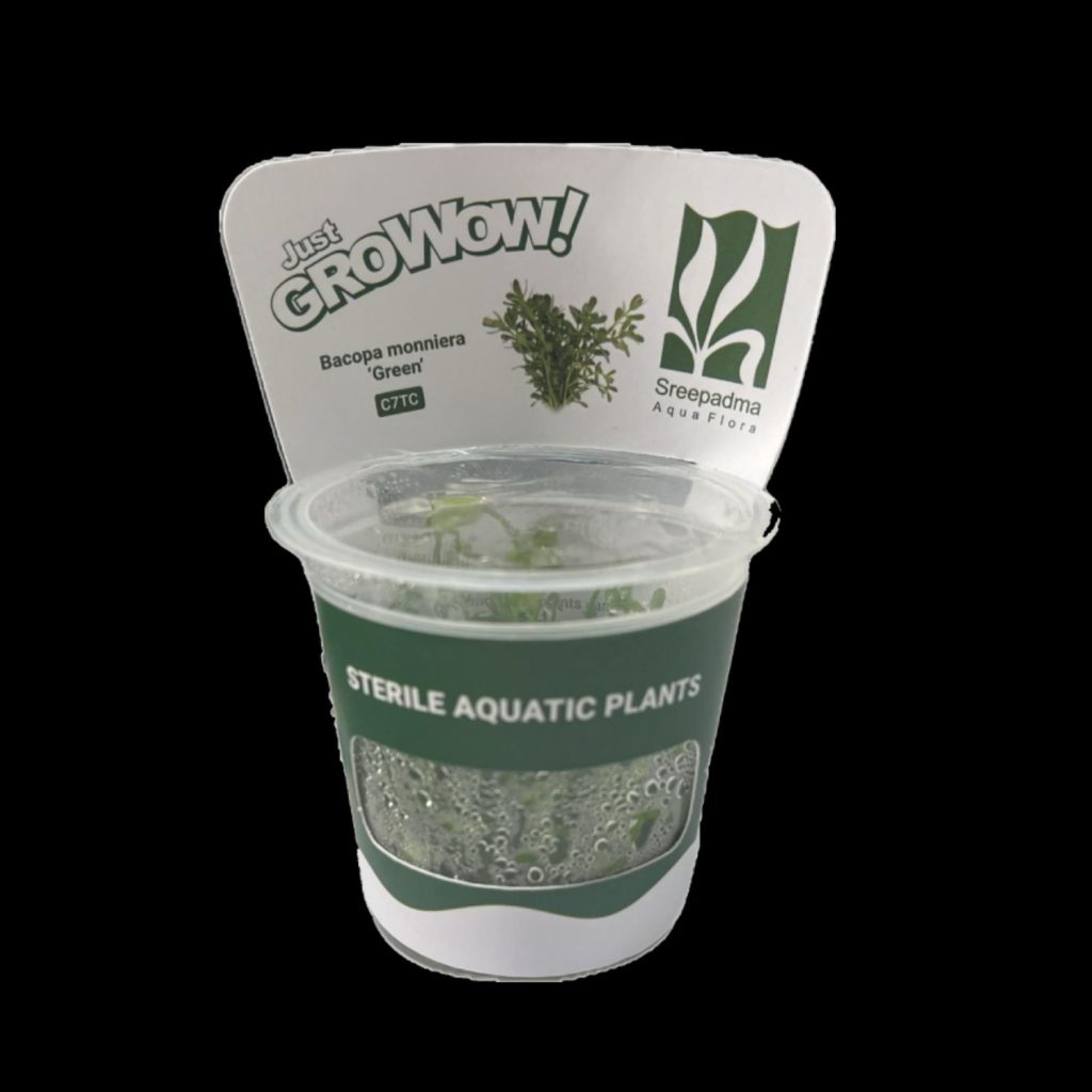 Bacopa Monnieri Green