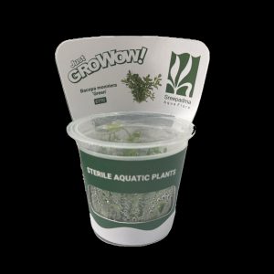 Bacopa Monnieri Green