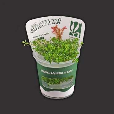 Rotala sp. ‘Ceylon’