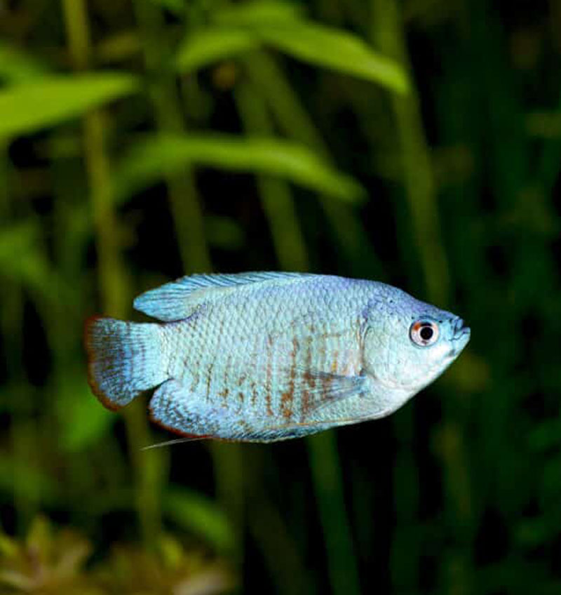 Cobalt Blue Dwarf Gourami