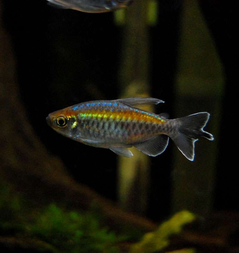 Congo Tetra