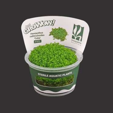 Hemianthus Callitrichoides ‘Cuba’