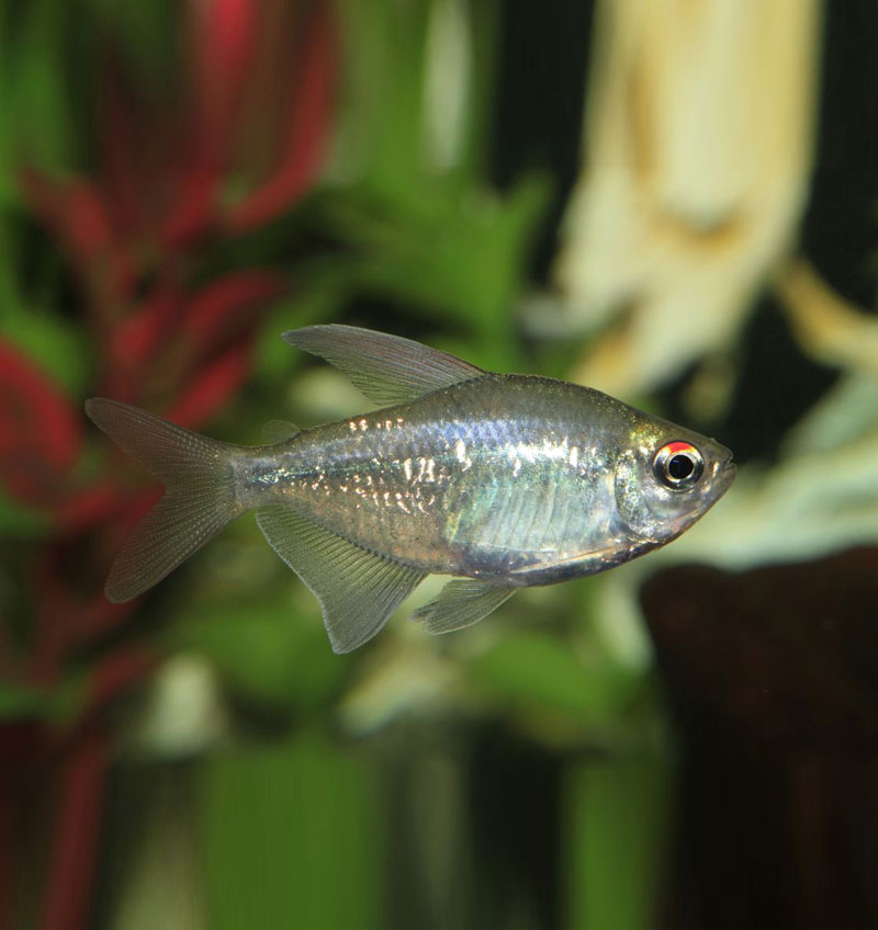 Diamond Tetra