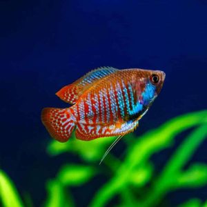 Dwarf Gourami