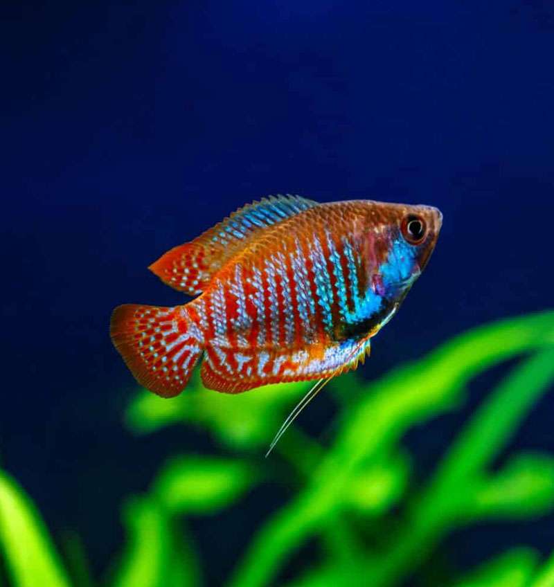 Dwarf Gourami