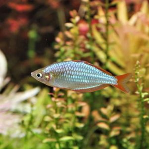Dwarf Neon Rainbowfish