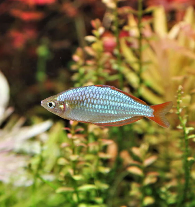 Dwarf Neon Rainbowfish
