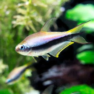 Emperor Tetra