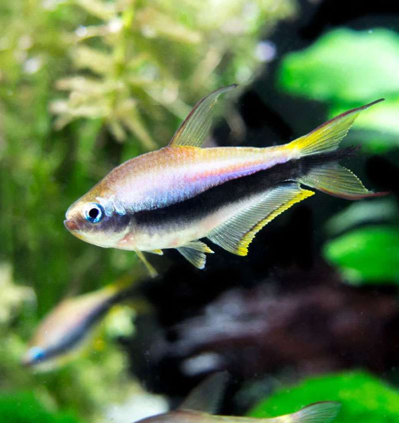Emperor Tetra