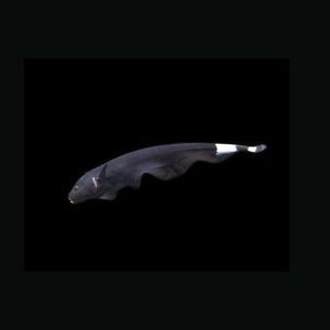 Black Ghost Knife Fish