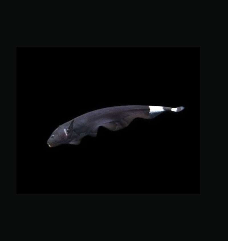 Black Ghost Knife Fish